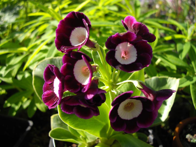 Primula x pubescens 'Argus' photo